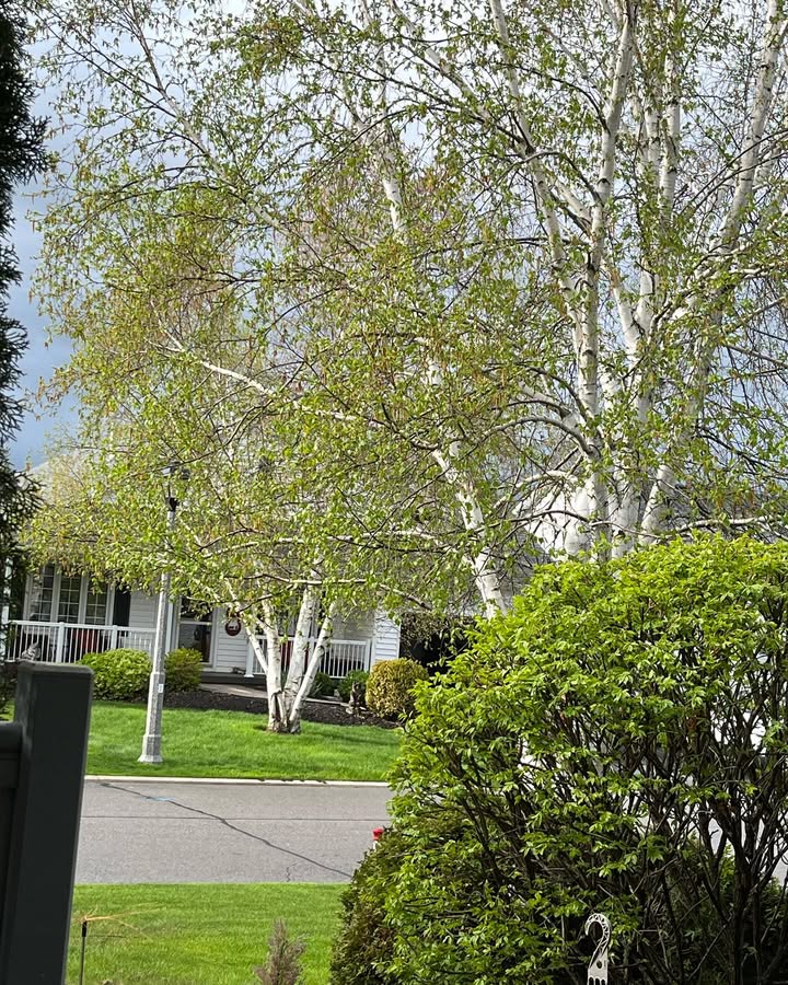 LoraLrish's tweet image. Breathe in the green, breathe out the stress 🌱💚
#NatureVibes #SpringDays #GreenEscape #FreshAirFeels