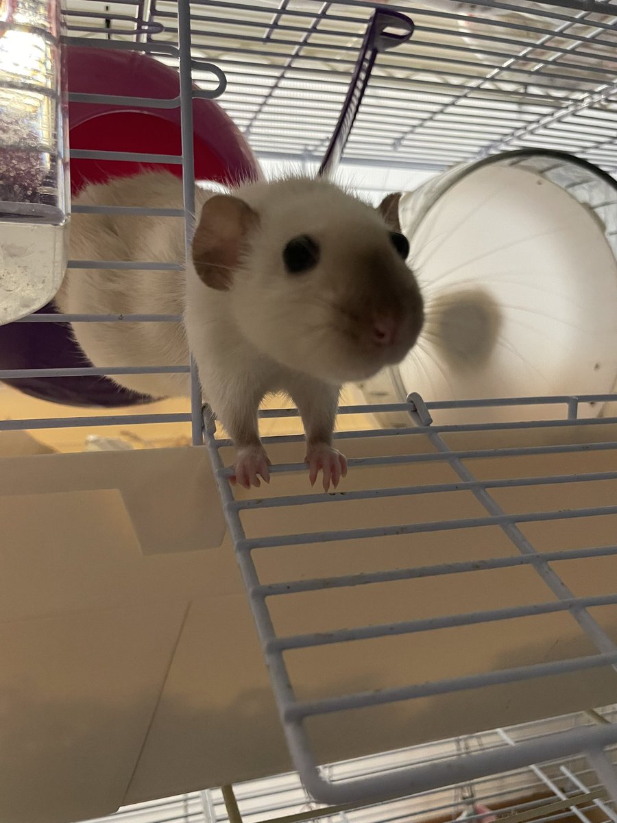 柿ピー(○˙꒳˙○)🧀🐁🫘 (@kakinotane96) / Posts / X