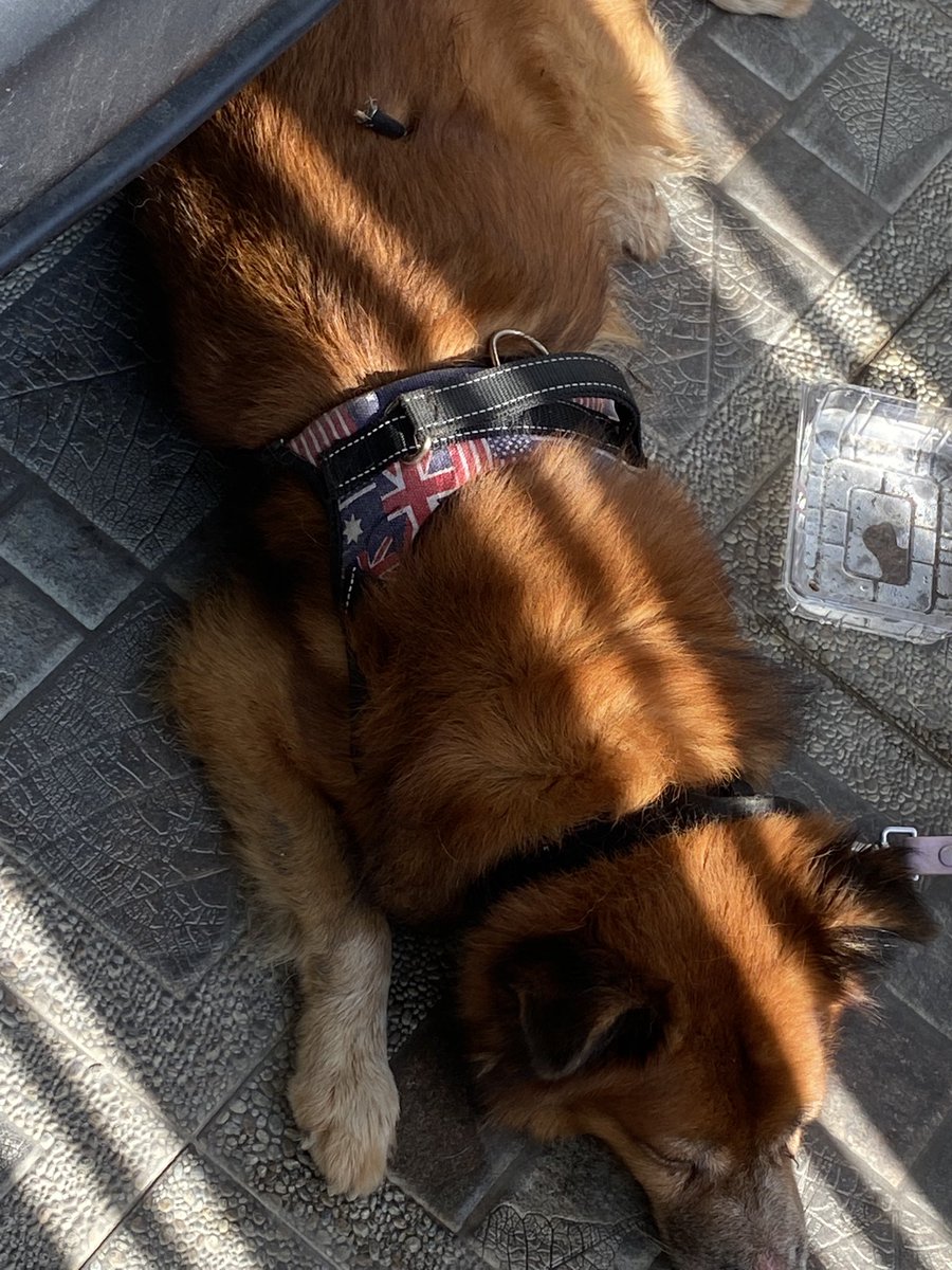 (Mohon Bantuan RT)
Ditemukan anjing hilang area Bekasi!
Ada bekas luka seperti tertancap panah di punggung.

Ciri-ciri: 
Male
Usia tidak diketahui, mungkin sudah agak tua
Warna coklat
Ada harmess

Kronologi di post berikutnya