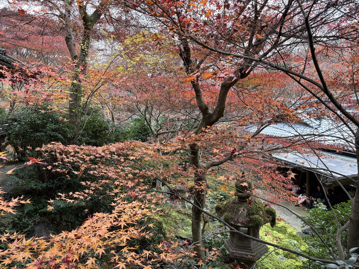 #看世界 #日本  京都红叶