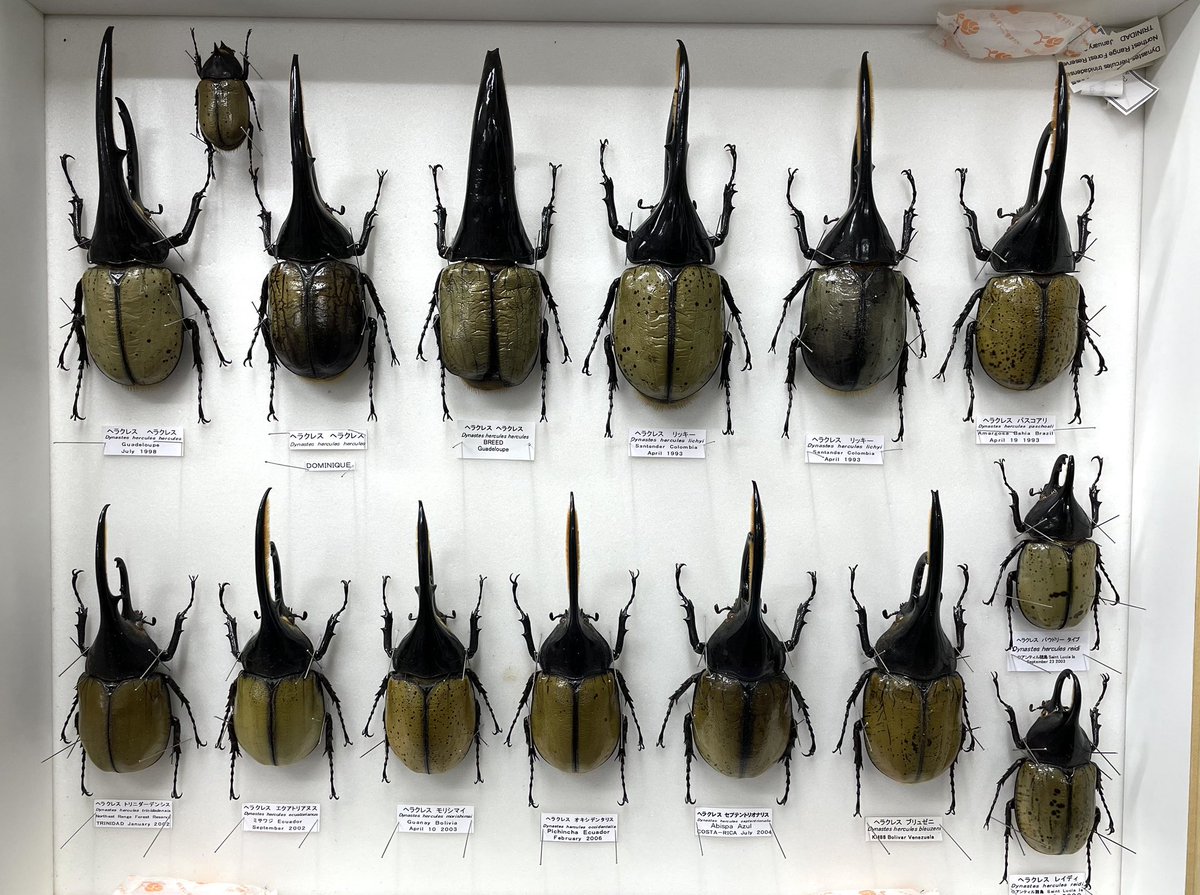 ヘラクレス ヘラクレス・ヘラクレス 132mm ペア》 | KPW公式オンラインショップ