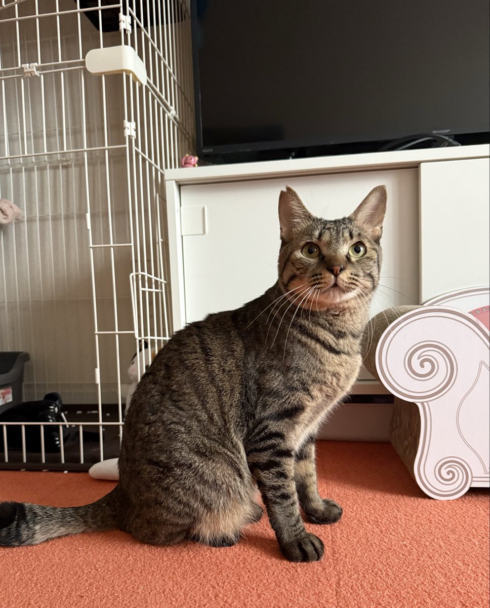 🐈✨🐈✨🐈✨🐈✨🐈✨🐈✨🐈 今日は坂上どうぶつ王国に もえぎくんと