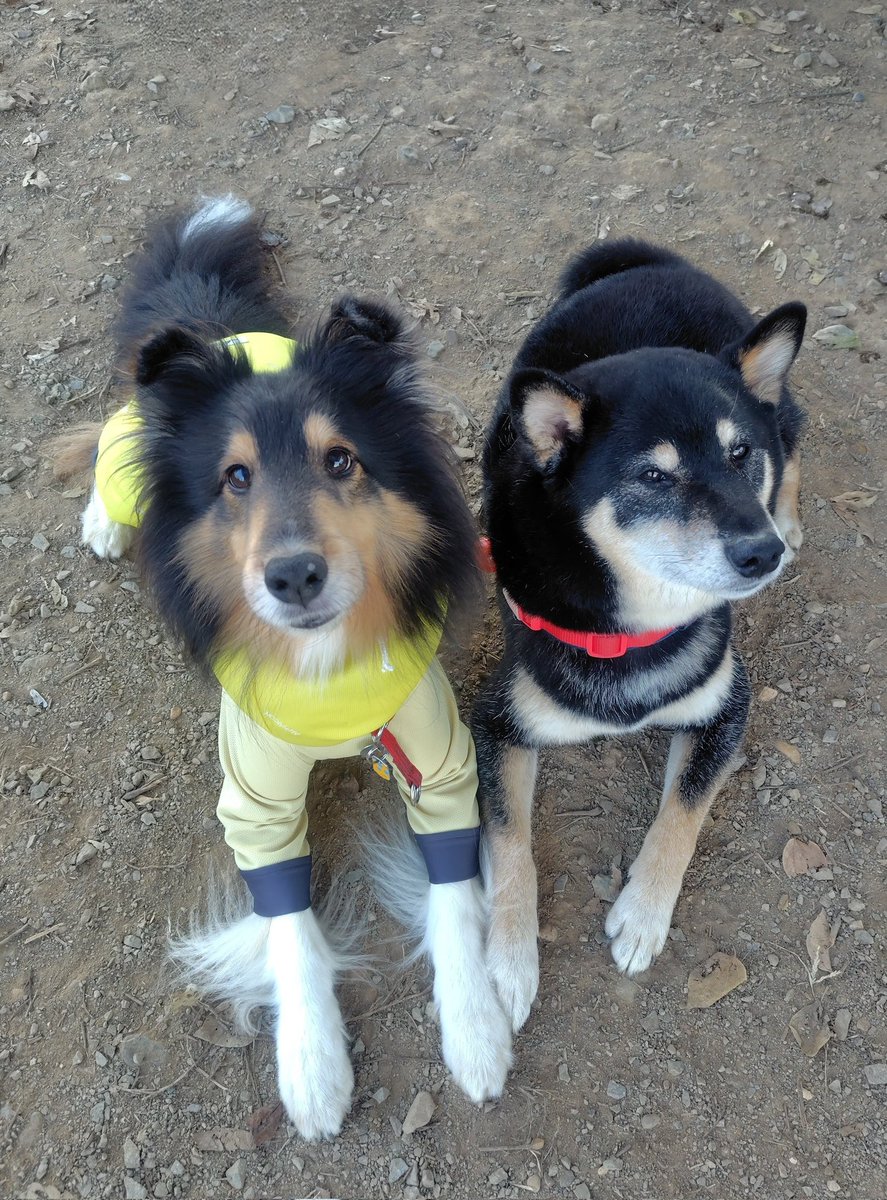 Post by 黒柴さてつ on X: かわいいね