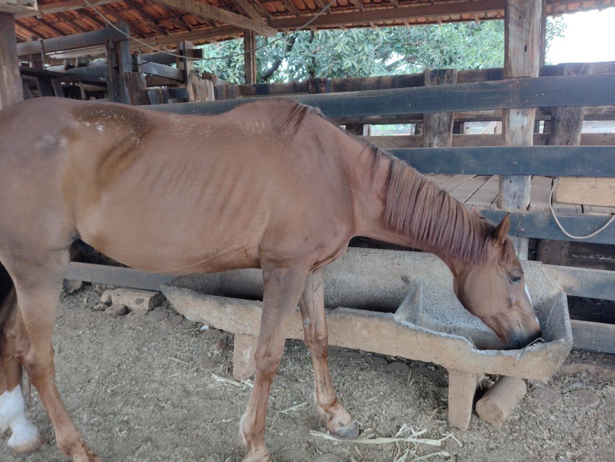 Boa noite pessoal, estou com um caso de um cavalo q o dono não está mais conseguindo manter, animal bem jovem q não pode ser montando por doença degenerativa. O nome dele eh risk, preciso de uma ajuda para o transporte dele! Caso alguém consiga ajudar chama dm ou dá um rt!