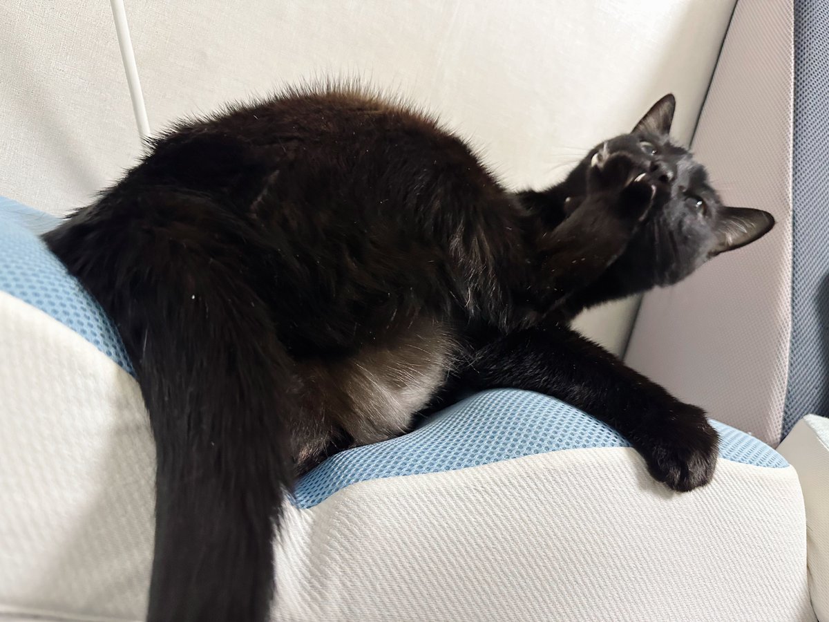 Homil_the_cat's tweet photo. 깜고는 그냥도 웃긴데 그루밍을 하면 더 웃겨짐 https://t.co/z5gfN5h0y7