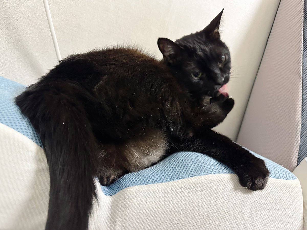 Homil_the_cat's tweet photo. 깜고는 그냥도 웃긴데 그루밍을 하면 더 웃겨짐 https://t.co/z5gfN5h0y7