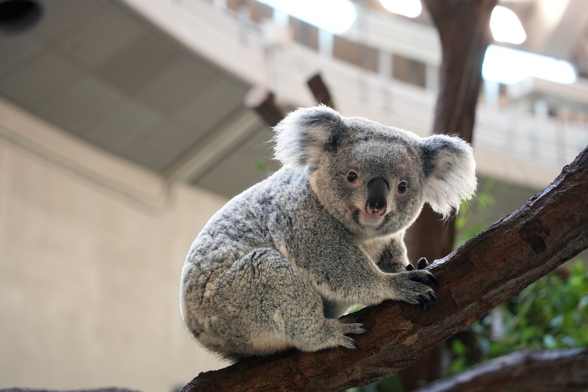 多摩動物公園で子どもの好奇心爆発！編集部お薦め動物ベスト5とモデルコース
at-tama.tokyo/lang_jp/touris…