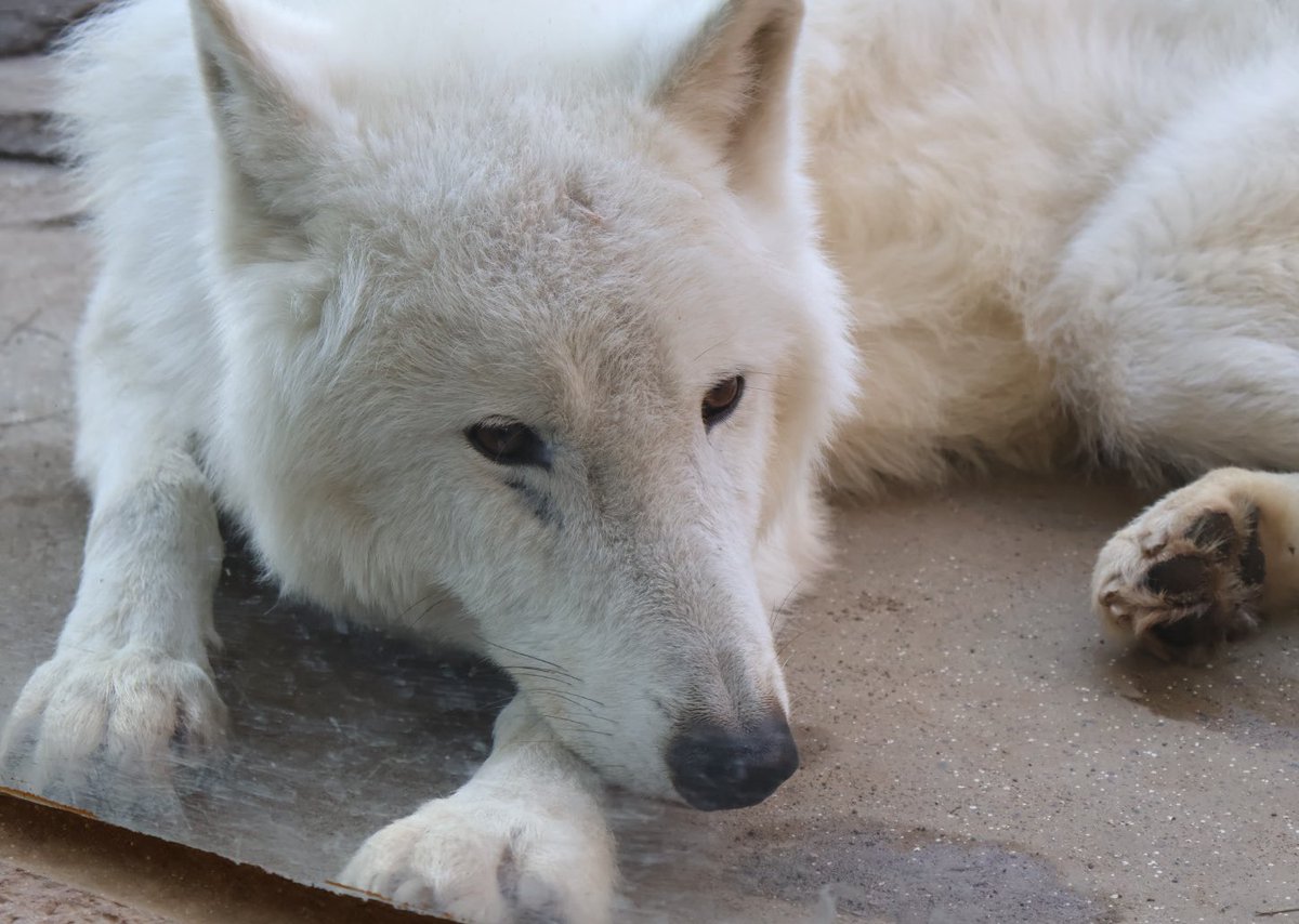 これを見た人は一言つけて去年の12月の画像を貼る 去年の12月アザリー