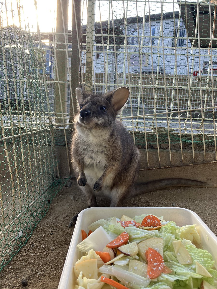 ファンの方よりサツキちゃんの好きなサツマイモ頂きました🍠
ありがとうございます😊✨
#岡山観光 #池田動物園 #パルマワラビー
#サツキ #サツマイモ