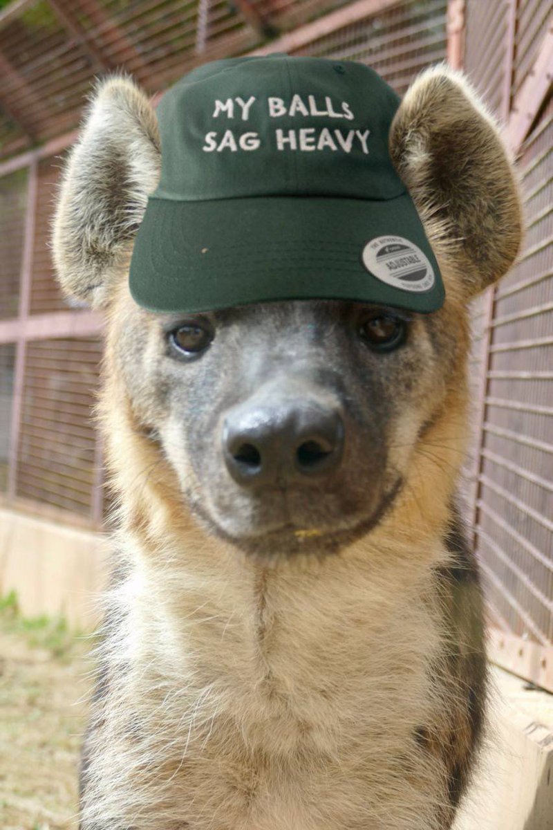 PleaxWolf🐺 tweet media