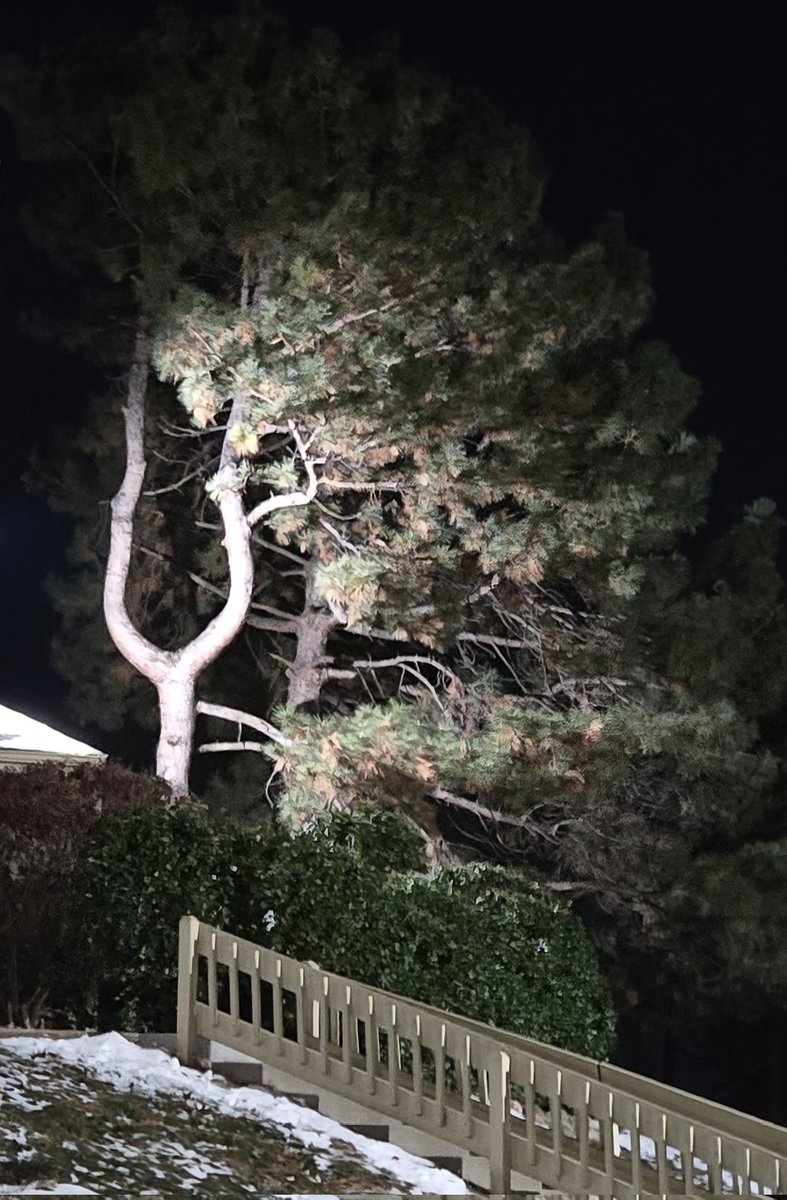 KcraKarmen's tweet image. #GoOutside #LookUp #ThursdayNight 💛✨️