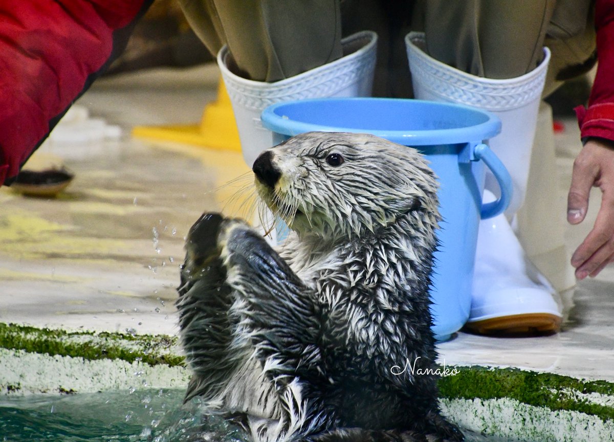 ラッコ キラちゃん相変わらず一生懸命で可愛かった🥰 🦦2025.11.26🦦 #鳥羽