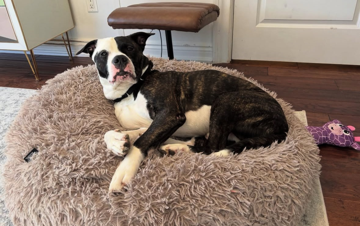 #MiracleLane news!

We have launched a rebranded foster program specifically for ACC dogs!

It is centralized around #support, #training, #decompression and #resources. 

Supporting foster and pup, and focusing on #successful transitions.

Oh and another photo of Bentley ⬇️