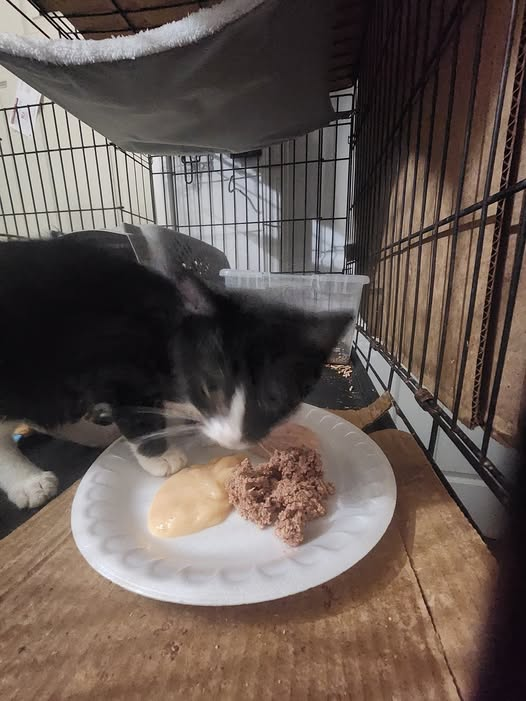Via Save Grayson Co Cats #ClarksonKY
SGCC is the only major rescue in #WesternKY &amp; they are drowning in debt! Please donate to bring down the vet bill &amp; help Melody complete her FIP treatment! Thank you so much for your help! 👏👍🐈🐈‍⬛
PayPal.me/savegraysoncats
"Well, our overdue
