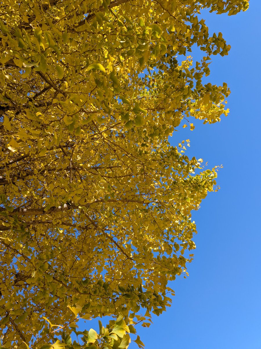 ふふふ(ΦωΦ)ﾌﾌﾌ…
バサーってやってやったぜ！
ザクザク落ち葉遊びしたよ！

敗因…銀杏踏んだ…
くさwwwいꉂ🤣𐤔