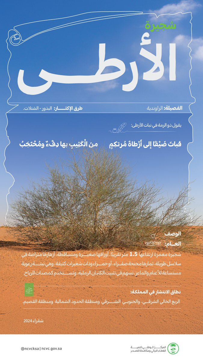 النباتات البرية.. عنوان الطبيعة وأساس توازنها.

#فلورا_السعودية