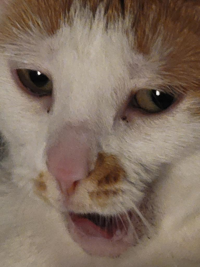 sicada_'s tweet photo. Panty!

Adopted with her sister from my granny's friend after she was hospitalized. She's my laptop cat who HATES strong smells but LOVES dirty socks. Cost us $6k in vet bills for touching a flower. Not a fan of anyone or anything aside from me and has the softest, fluffiest fur~ https://t.co/x8pCQsqHUX