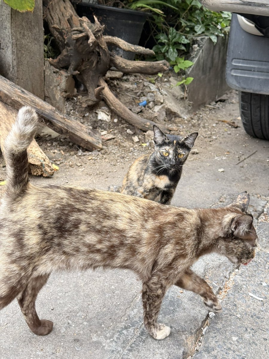 littleyinyinx's tweet photo. ชุมชนแงวจร 🐈✨ https://t.co/giaNzRcid3