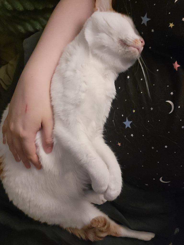 sicada_'s tweet photo. Panty!

Adopted with her sister from my granny's friend after she was hospitalized. She's my laptop cat who HATES strong smells but LOVES dirty socks. Cost us $6k in vet bills for touching a flower. Not a fan of anyone or anything aside from me and has the softest, fluffiest fur~ https://t.co/x8pCQsqHUX