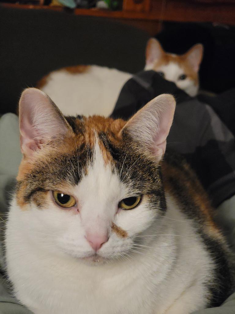 sicada_'s tweet photo. Stocking!

She was adopted alongside her sister Panty, and they were born on 4/20. Stocking loves EVERYONE and purrs extra loud. Super lazy and fat, but doesn't actually like human food. She spends almost all of her time sleeping somewhere, but she goes nuts for crinkle balls! https://t.co/LRxIX7OAWO