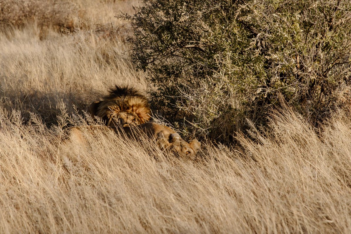 Naankuse's tweet photo. Hidden in the golden grass, the king and queen of the savanna take a break from ruling their wild domain.
Moments like these remind us just how close we are to the heartbeat of the wild.

#NaankuseLodge #WildNamibia  #NaankuseFoundation https://t.co/sBnHiIyuej