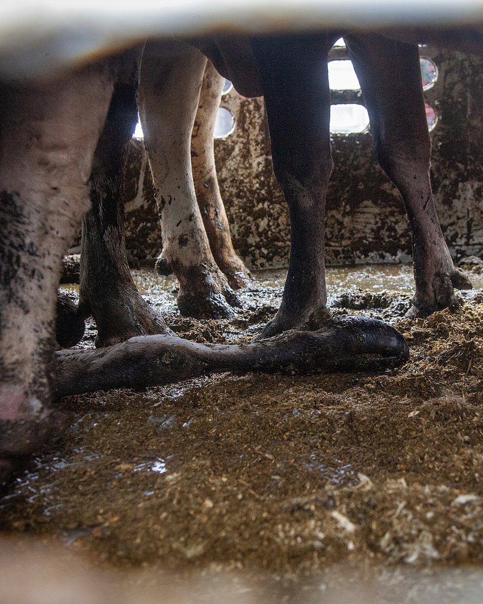 #StopTheTrucks 🚚 Covered in filth. Lying next to their dead companions. This is the reality of live animal transport🐮💔

📸: © Jo-Anne McArthur | Eyes on Animals , Louise Jorgensen | Animal Sentience Project | We Animals Media
