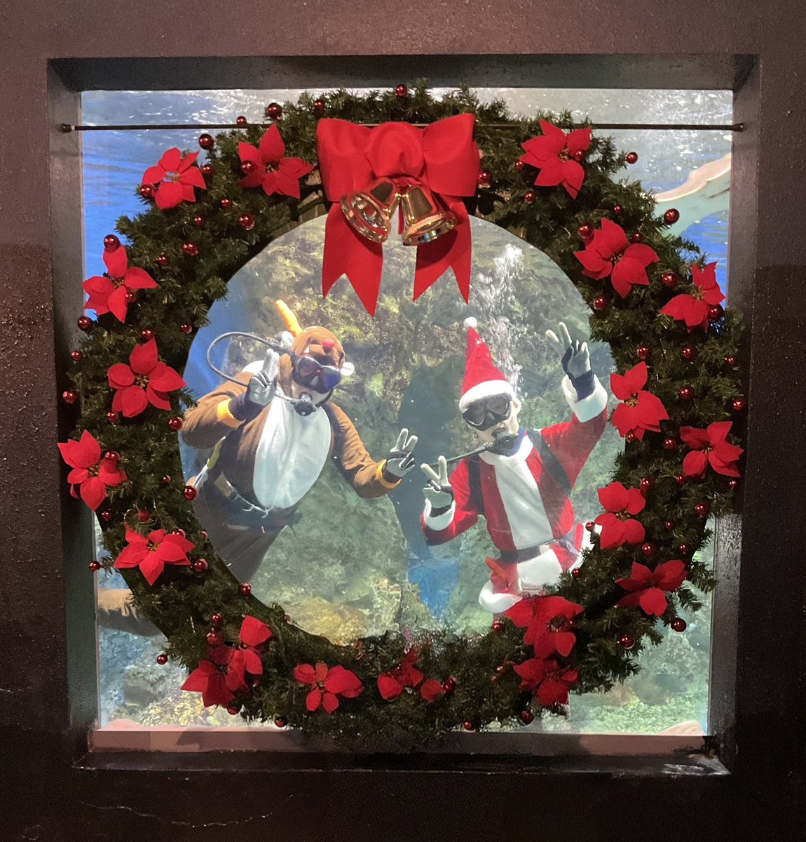 ＼もう見に来てくれた？／
今年のクリスマスダイバーはサンタさんとトナカイどっちもいるよ！餌付けショーの時間によってサンタさんとトナカイ交互に登場します🎅🫎🌲たくさん写真撮ってねーーーーー📷🌟
🩷サンタさんの時間→10時15分/13時30分
🩵　トナカイの時間→11時30分/15時00分