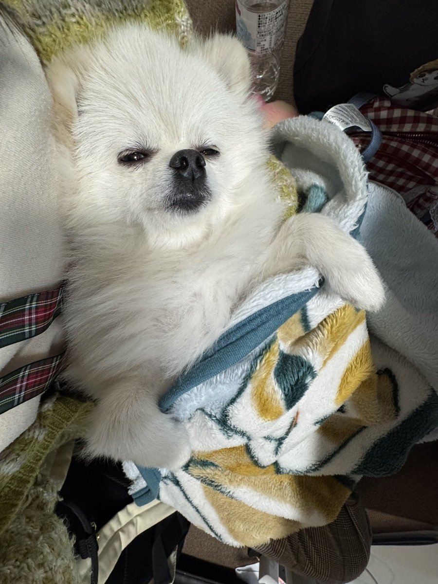 K-PROこじま tweet media