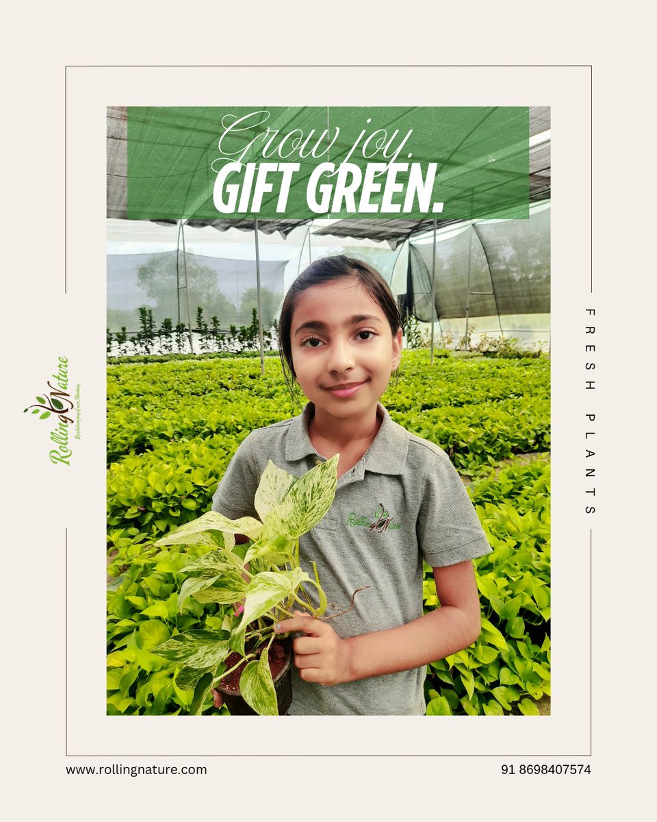 RollingNature's tweet photo. 🌿12 years of nurturing nature across India. Feel the magic of gifting green &amp; planting joy. Fresh plants, straight from our nursery to your doorstep.
Amazon https://t.co/ybJeuduX1u 
Connect at 8698407574 for heavy discount on bulk offers https://t.co/BodhLuiycK #gifts #garden https://t.co/3H0QMAkRld