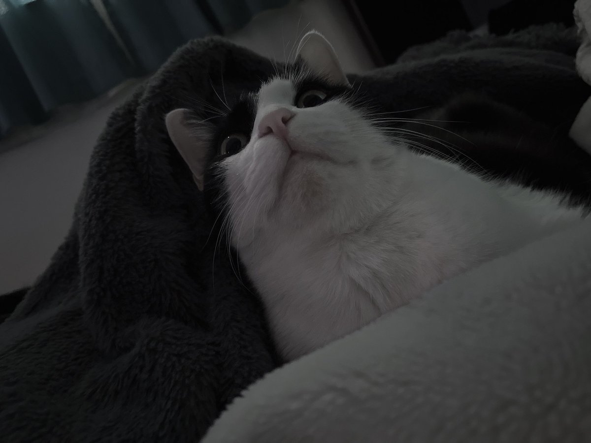 Post by 超级猫猫on X: 🐱