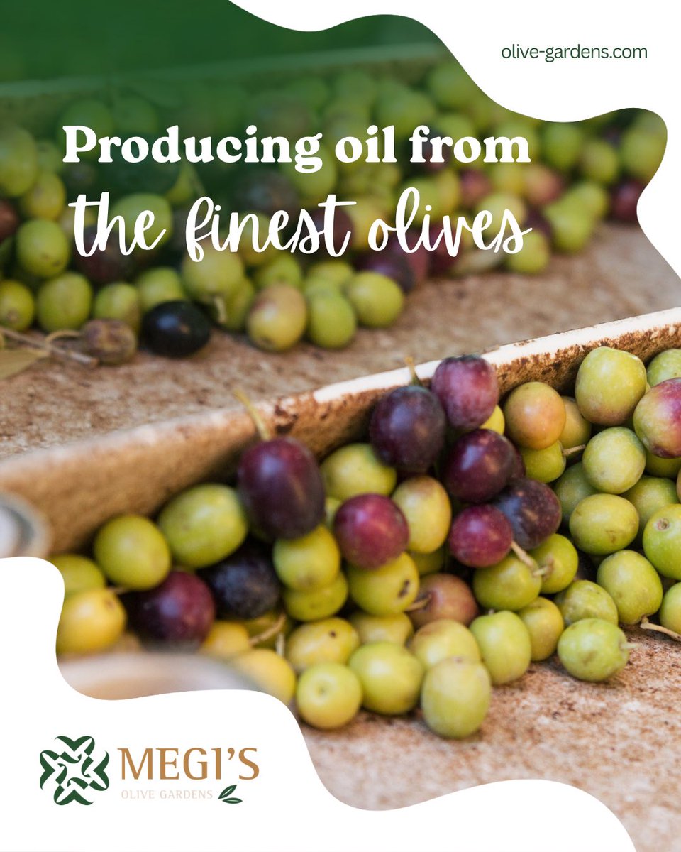We sort by hand choose only the cleanest and healthiest fruits and press them while they are fresh to protect their natural flavor.
The result is an olive oil you can trust for its purity quality and taste. 🌿🫒

#MegisOliveGardens #OliveOil #FinestOlives #QualityProduction