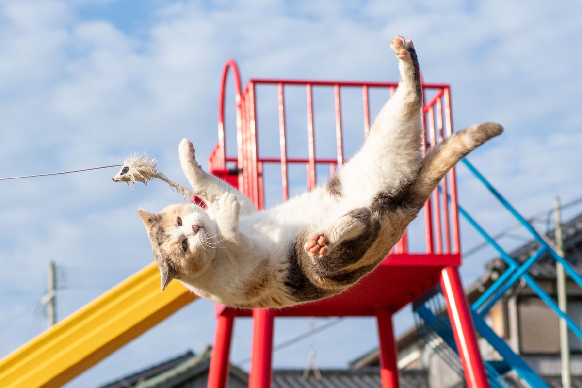 sakata_77's tweet image. 取りそこなったからって、そんな顔で見ないでほしい