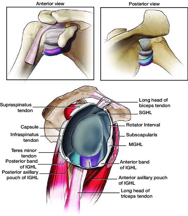 MoAImam's tweet image. The anatomy and structures of the glenohumeral joint (static and dynamic structures to maintain stability)

#shoulder #anatomy
researchgate.net/publication/33…