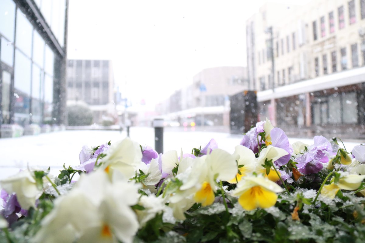 新発田の風景📸】 新発田市内も一気に雪景色となりました！ 本格的な冬