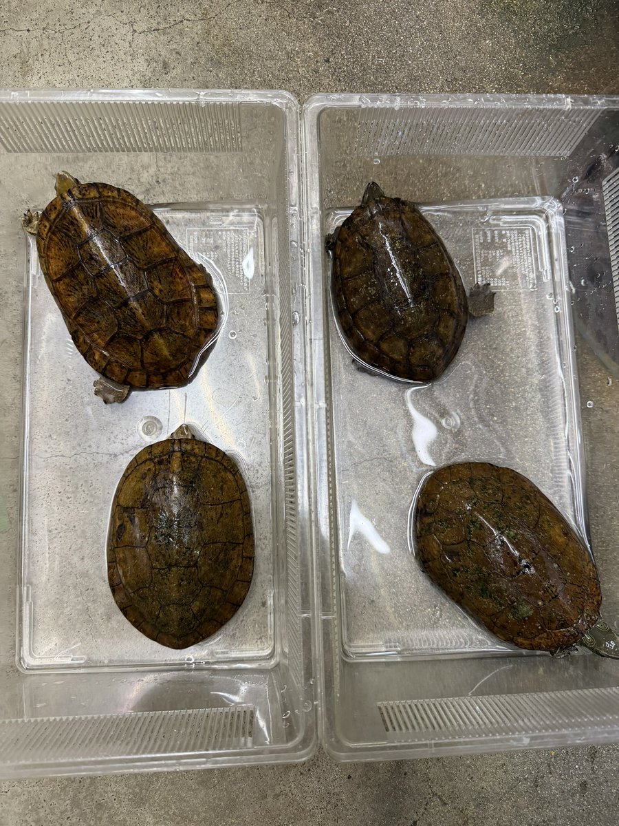 ヨツメイシガメ