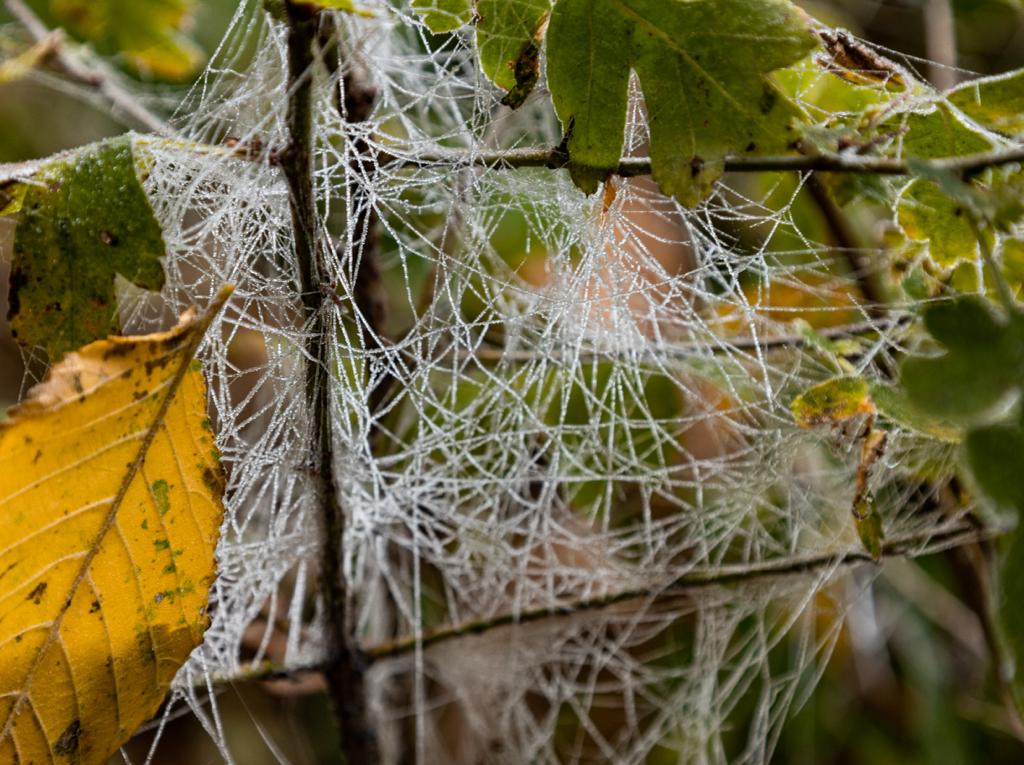 Tomorrow, Sat 6th of Dec, is the last volunteer morning of 2025. we'll start at 10:00, but we hope to undertake work at the Lasseter Place entrance.  This entrance is off Vanbrugh Hill.  We'll be selling local honey from Mudchute Farm from around midday at the main entrance.