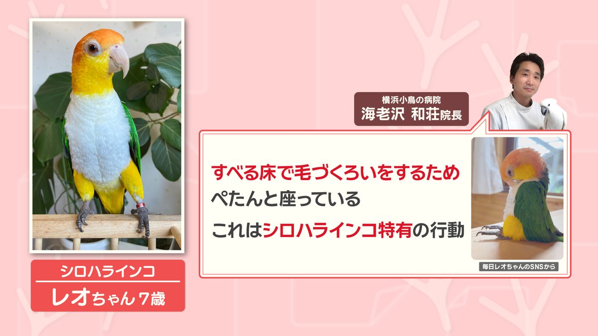 Ｊ・レオーン、果物と小鳥、超希少、新品額付、状態良好 Amazon | アラタ バードタイム小鳥のクッキーリンゴ入り 50g | アラタ