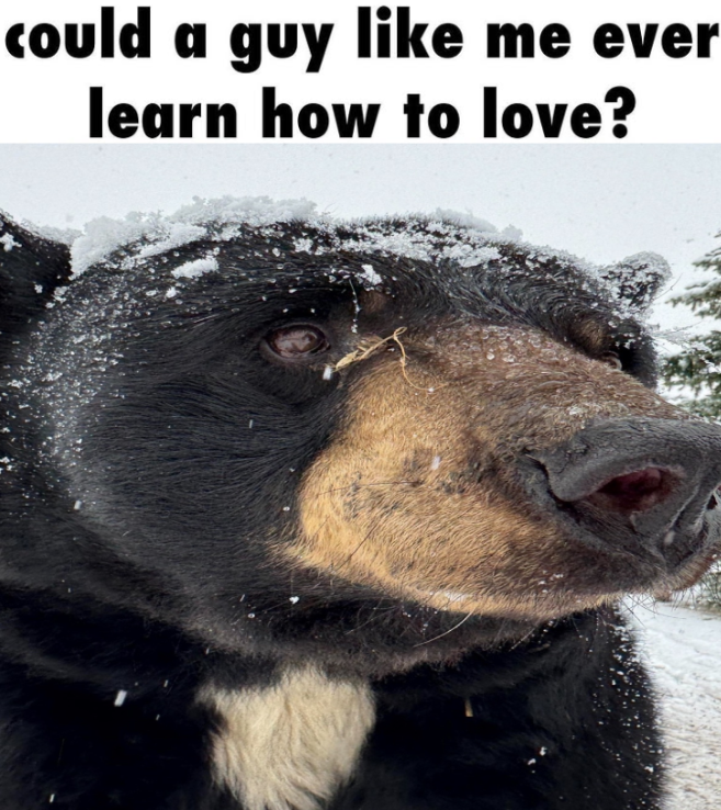 BearyDales (@bearydales) on Twitter photo 