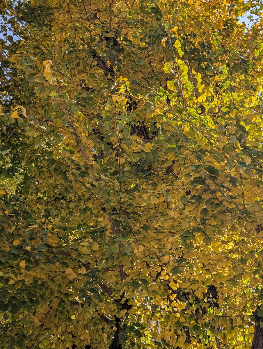 緑と黄色がマダラで可愛いねぇ