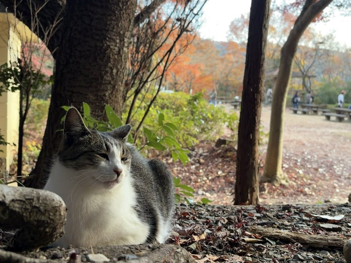 紅葉とｵﾆｬﾝｺ📷