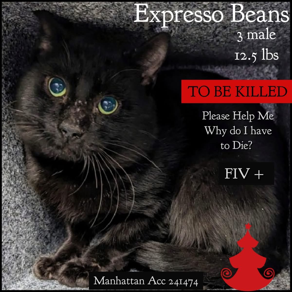 🆘Please REPOST-adopt-foster🆘

EXPRESSO BEANS is on the “emergency placement” list at #ACCNYC and needs out of the shelter by 12 NOON 12/6! 

#URGENT #NYC #CATS #NYCACC #TeamKittySOS #AdoptDontShop #AdoptAShelterCat 
newhope.shelterbuddy.com/Animal/Profile…
