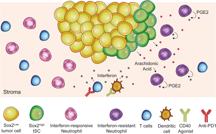 SOX2Hi tumor-initiating stem cells reprogram neutrophils that block IFN-induced reprogramming after immunotherapy, maintaining their pro-tumor phenotype at the tumor-stroma interface <a href="/Cancer_Cell/">Cancer Cell</a> <a href="/YMphoenix/">Yuxuan (Phoenix) Miao</a> <a href="/UChicago/">The University of Chicago</a> 
cell.com/cancer-cell/fu…
cell.com/cancer-cell/fu…