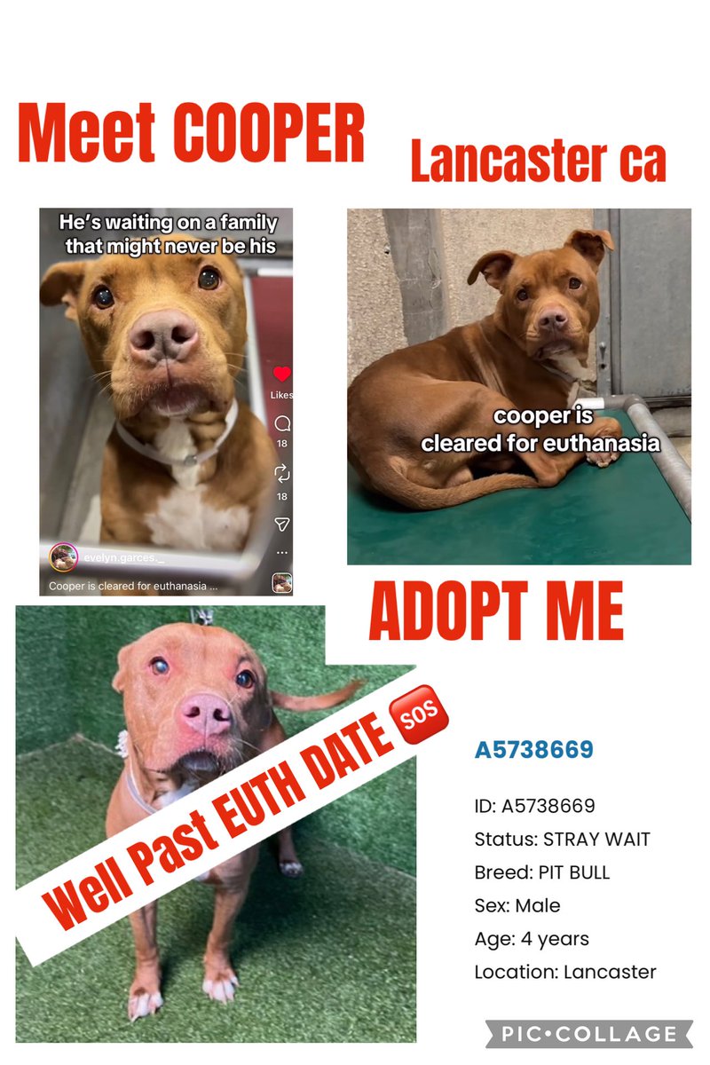 🆘🆘🆘🆘 COOPER 72 hrs up URGENT <a href="/AnimaLancaster/">LancasterAnimalShelt</a> <a href="/mapleveewesem/">Maple 🐕 🎹 🎸 💙</a> <a href="/SUFPFoundation/">Stand Up For Pits Foundation, Inc</a> YOU NEED TO MEET COOPER stop say HI 👋 #A5738669 4yrs Male #REPOST #SHARE #POST #ADOPT Pitties are amazing dogs 🙏🙏🙏🙏🆘🚨‼️