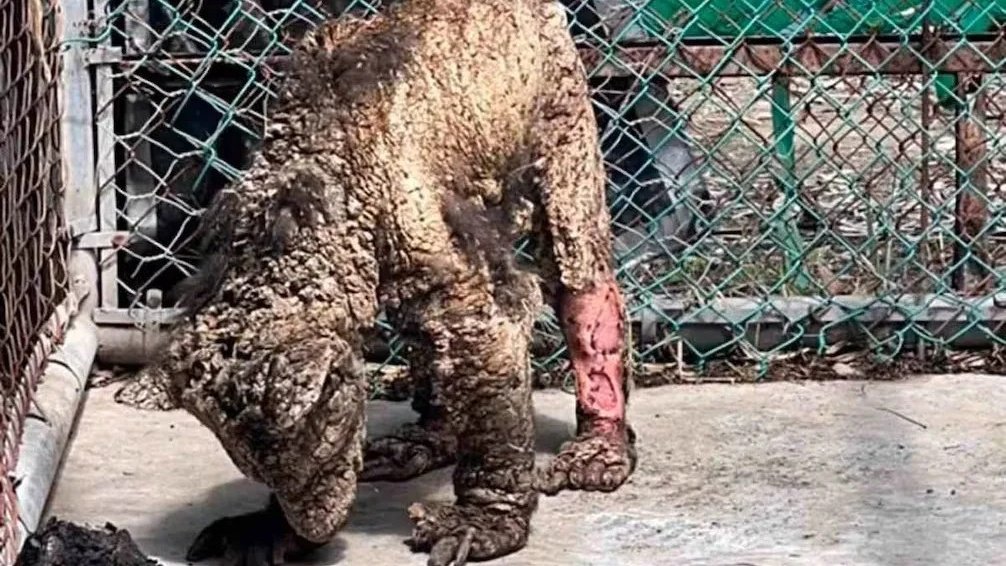 Gobierno de Samuel García reserva información del zoológico hasta que se acabe el Mundial

Esto por una decisión del comité de Transparencia del Parque La Fundidora en el que usaron de  pretexto una auditoría interna que está realizando el mismo zoológico La Pastora.

Es decir,