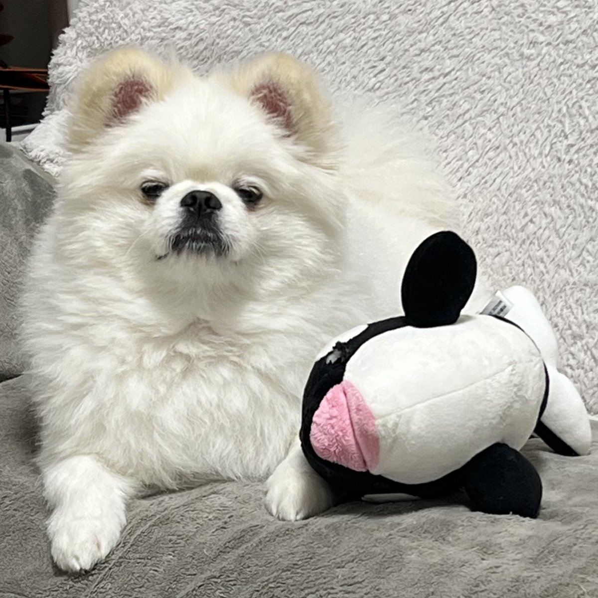 ぷてぃかわ(ポメペキ⭐︎3歳) tweet media