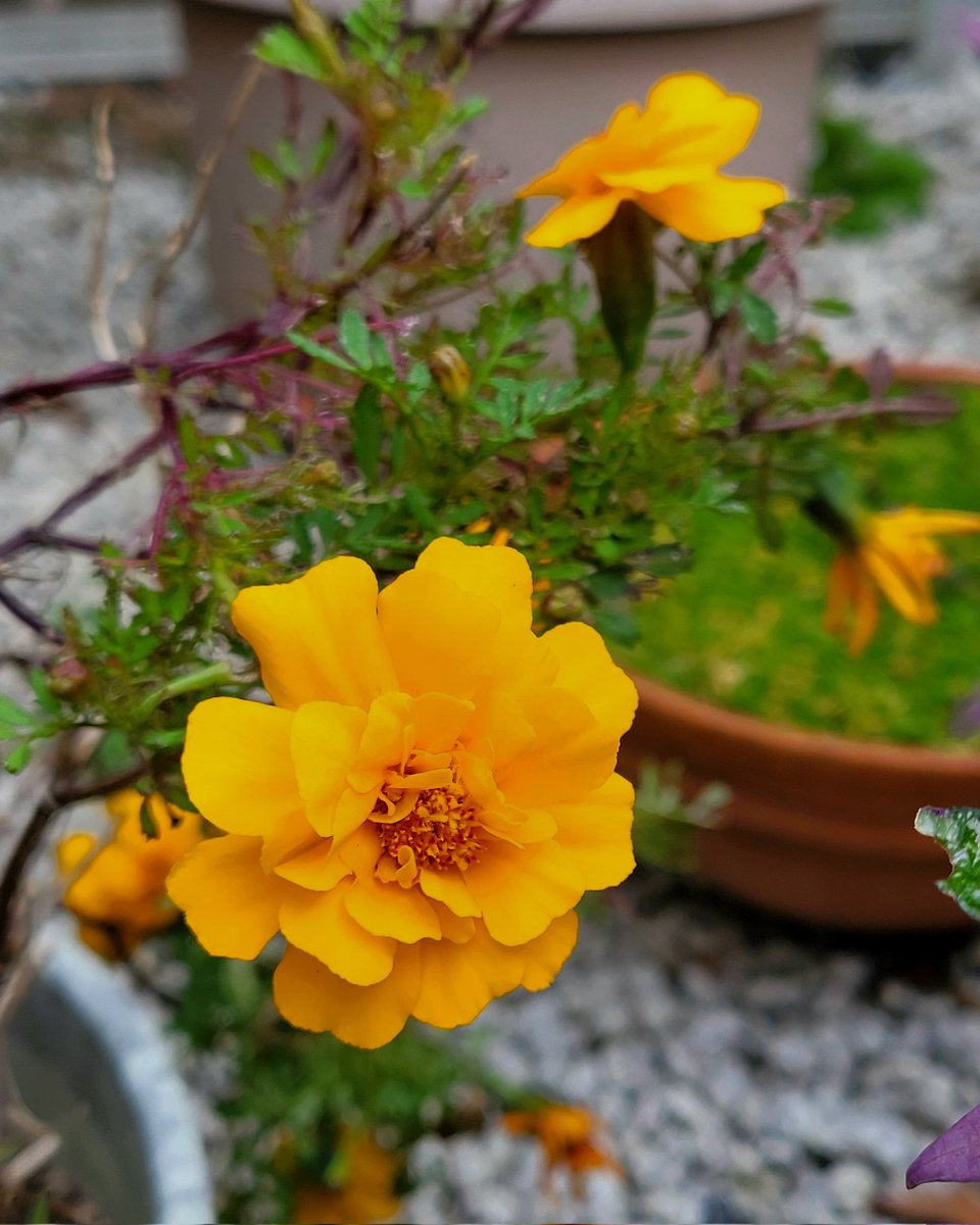 海のとんとり (@umino_tontori) / Posts / X