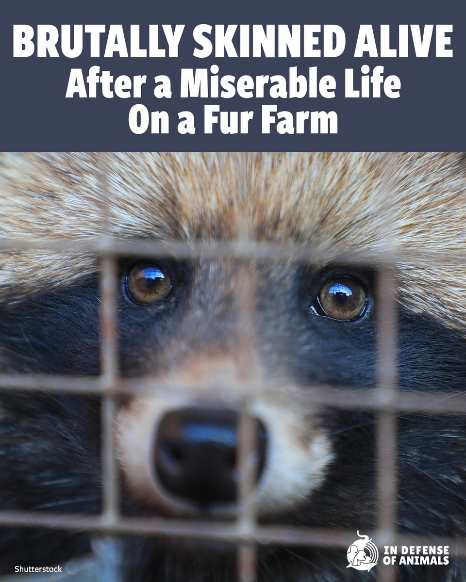 IDAUSA's tweet photo. Brutally skinned alive for fashion? Raccoon dogs suffer incredibly for #fur, & #LouisVuitton is part of the problem. #FurHasNoPlaceInFashion
Act now: https://t.co/mmcBFotNnm
Pls RT & support https://t.co/9ANwycOiDT
#StopFurTrade #LouisVuitton #AnimalRights #FurFree https://t.co/JSC9vBgqkC