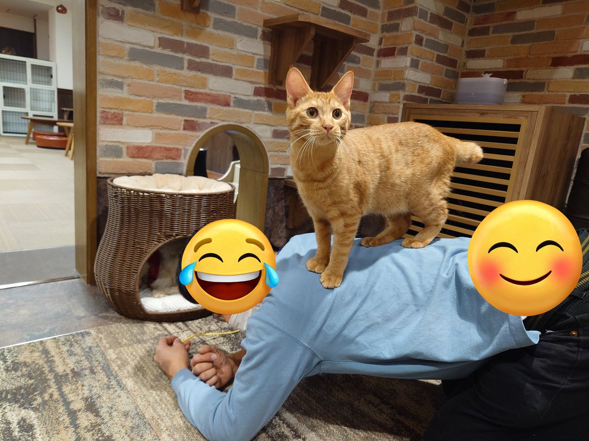 リトルキャッツ