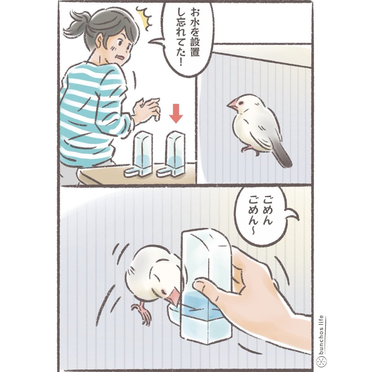 少しの間水を設置し忘れただけなのに…すみませんでした…(濡れ手でネクトン追加しないために少し放置してた)
#文鳥 
#4コマ漫画 

※2026カレンダー販売中!
詳しくは固定ポストをご参照ください✨ 