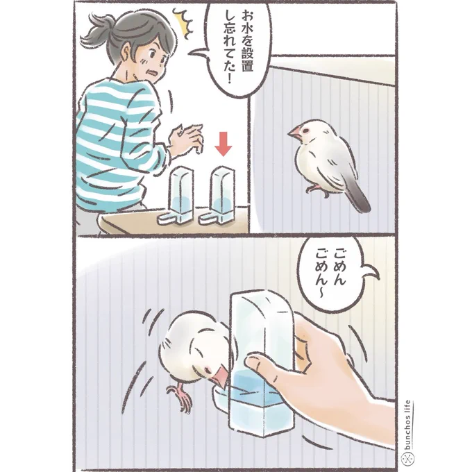 少しの間水を設置し忘れただけなのに…すみませんでした…(濡れ手でネクトン追加しないために少し放置してた)
#文鳥 
#4コマ漫画 

※2026カレンダー販売中!
詳しくは固定ポストをご参照ください✨ 